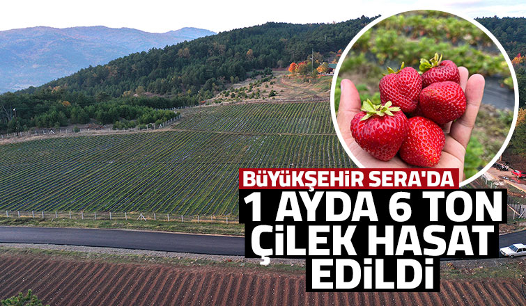 Çilek hasadının ikinci yılı bereketli başladı