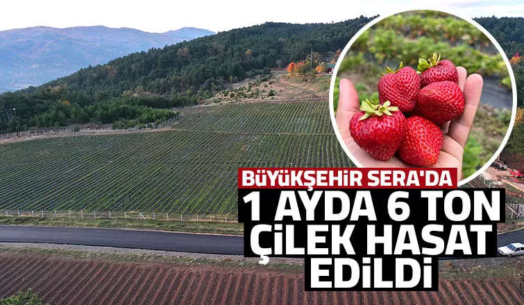 Çilek hasadının ikinci yılı bereketli başladı