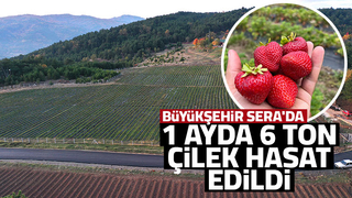 Çilek hasadının ikinci yılı bereketli başladı