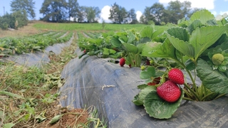 Çilek üreticinin yüzünü güldürmedi