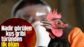 Çin'de H3N8 kuş gribi sebebiyle ilk ölüm vakası