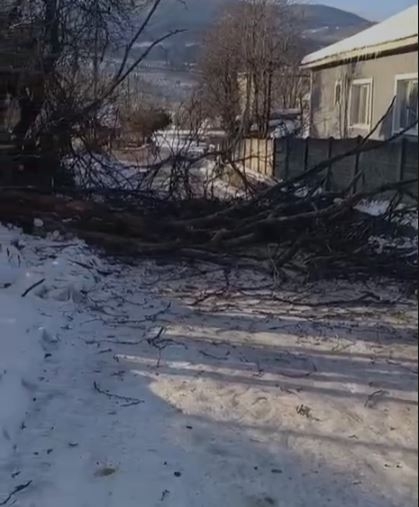 Çınar ağacı fırtınaya dayanamadı