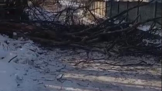 Çınar ağacı fırtınaya dayanamadı