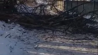 Çınar ağacı fırtınaya dayanamadı