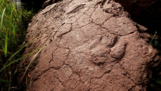 Çin’de dinozor ayak izleri bulundu