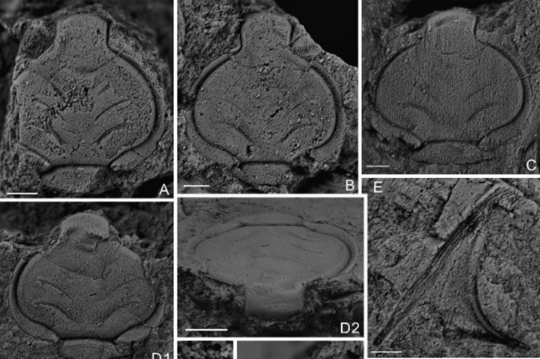 Çin’de trilobit fosili bulundu
