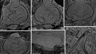 Çin’de trilobit fosili bulundu