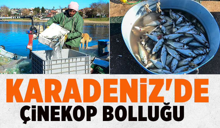 Çinekop yüzleri güldürdü