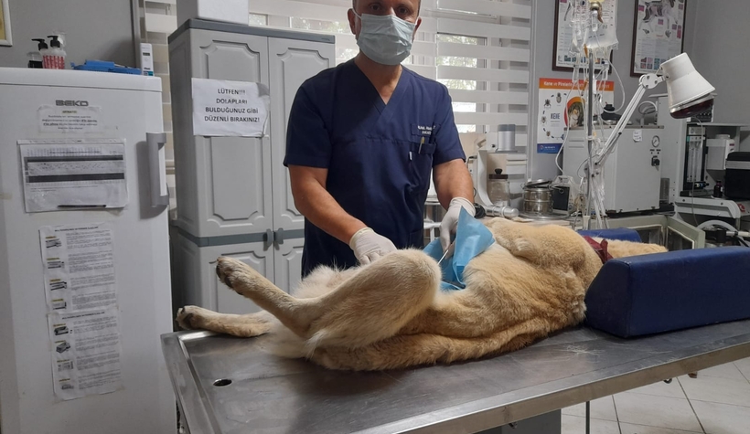 Çoban köpeğinin karnından 13,5 litre sıvı boşaltıldı