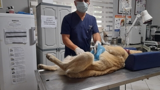 Çoban köpeğinin karnından 13,5 litre sıvı boşaltıldı