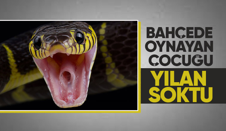 Çocuğu yılan soktu