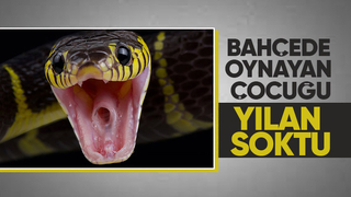 Çocuğu yılan soktu