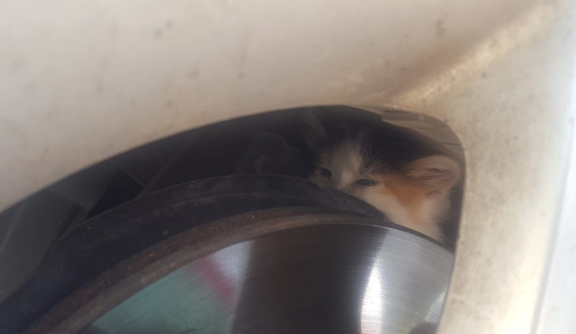 Çocukların dikkati yavru kedinin hayatını kurtardı