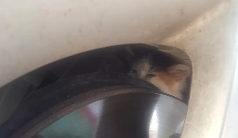 Çocukların dikkati yavru kedinin hayatını kurtardı