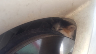 Çocukların dikkati yavru kedinin hayatını kurtardı