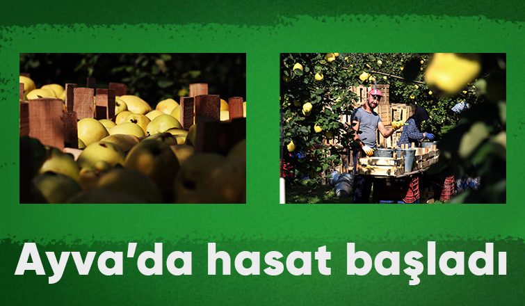 Coğrafi işaretli ayvada hasat başladı