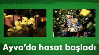 Coğrafi işaretli ayvada hasat başladı
