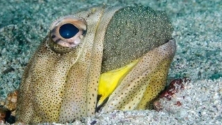 Çok acıktıklarında yavrularını yedikleri ortaya çıktı