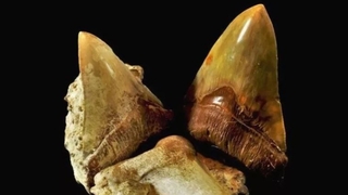 Çölde soyu tükenmiş dev köpek balıklarına ait dişler bulundu