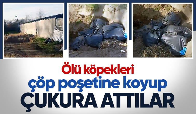 Çöp poşetine konulan ölü köpekler çukura atıldı