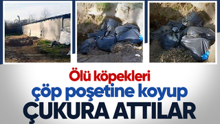 Çöp poşetine konulan ölü köpekler çukura atıldı
