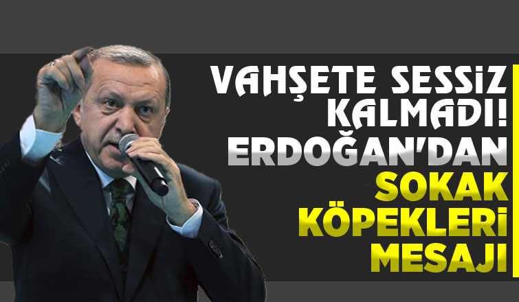 Cumhurbaşkanı: Başıboş köpek sorununu çözeceğiz