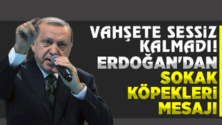 Cumhurbaşkanı: Başıboş köpek sorununu çözeceğiz