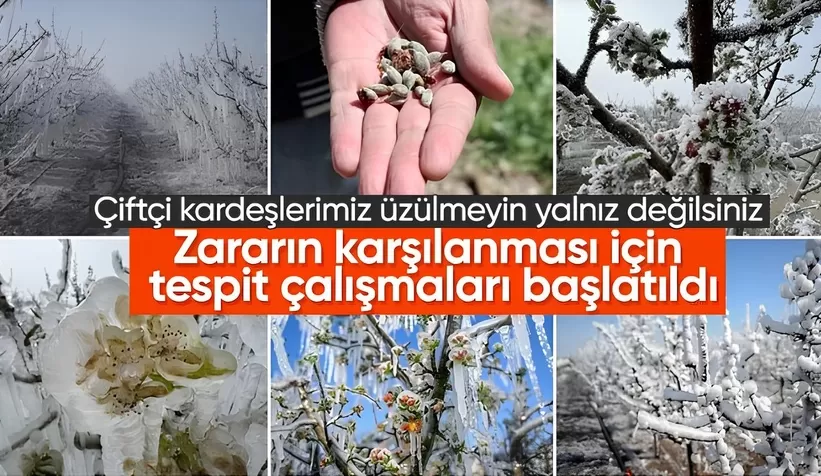 Cumhurbaşkanı Erdoğan: Zirai don nedeniyle gıda arzı risk altında değil