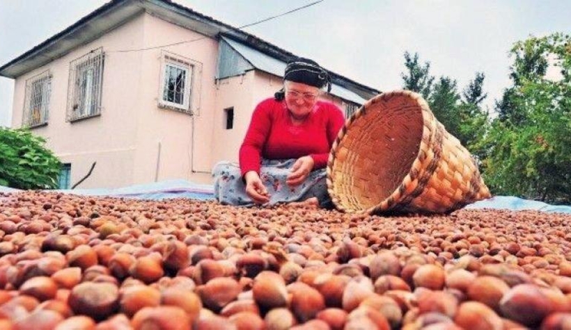 Cumhurbaşkanı fındık fiyatını açıkladı