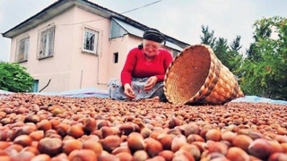 Cumhurbaşkanı fındık fiyatını açıkladı