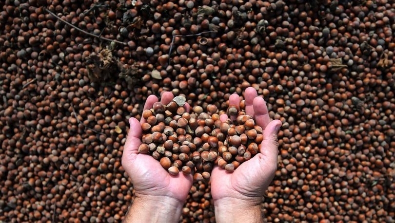 Cumhurbaşkanı fındık fiyatını açıkladı