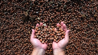 Cumhurbaşkanı fındık fiyatını açıkladı