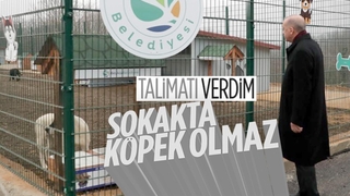 Cumhurbaşkanı'ndan sokak hayvanları talimatı