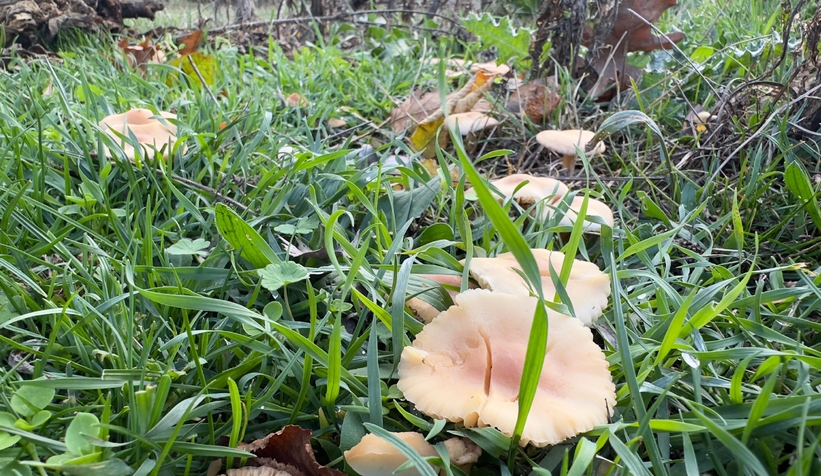 Çuval çuval kanlıca mantarı topladı