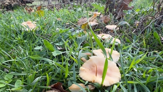 Çuval çuval kanlıca mantarı topladı