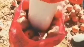 Çuvalda soğan alırken dikkat! Böyle kandırıyorlar