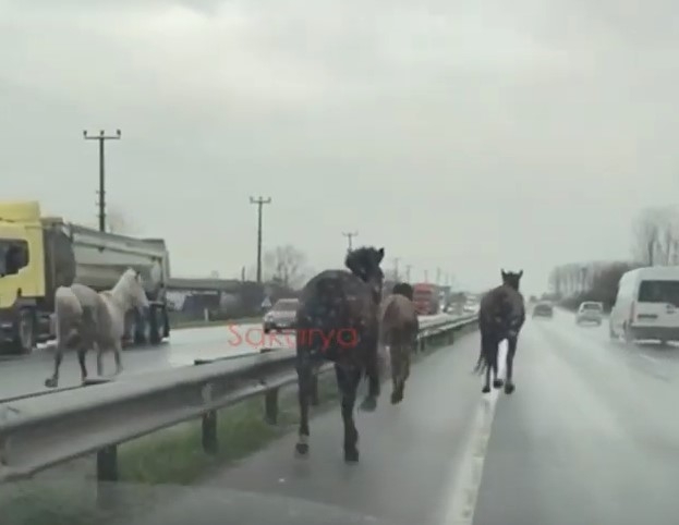 D-100'de dört nala koştular