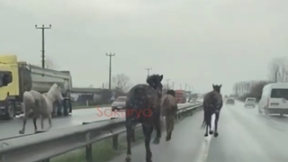 D-100'de dört nala koştular