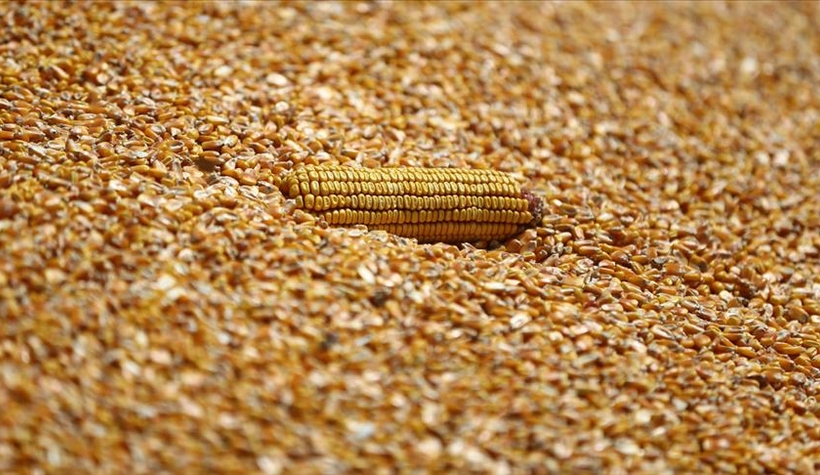 Dane mısır alım fiyatı belli oldu