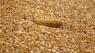 Dane mısır alım fiyatı belli oldu