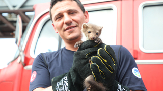 Davetsiz misafir artık ait olduğu yerde!