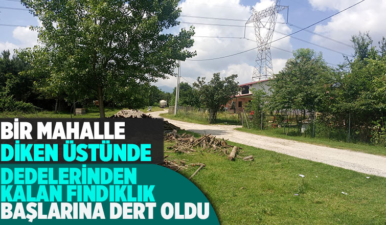 Dedelerin'den kalan fındıklık yüzünden hapis cezası alıyorlar