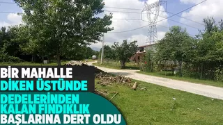 Dedelerin'den kalan fındıklık yüzünden hapis cezası alıyorlar