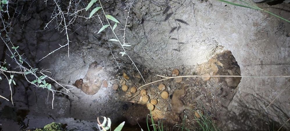 Define için kazılan mezara düşen 8 yavru köpek telef oldu