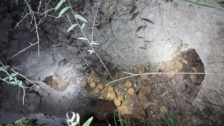 Define için kazılan mezara düşen 8 yavru köpek telef oldu