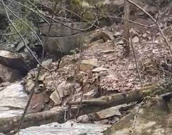 Defineciler koruma altındaki vadiyi talan etti