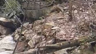 Defineciler koruma altındaki vadiyi talan etti