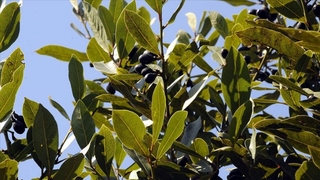 Defne yaprağı hasadı başladı