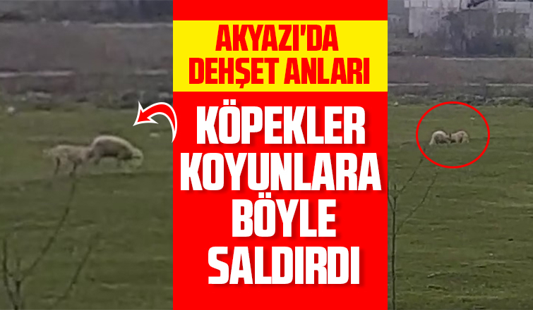 Dehşet anları köpekler koyunlara böyle saldırdı