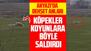 Dehşet anları köpekler koyunlara böyle saldırdı